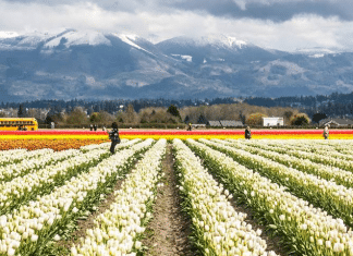 I-5 Travelers: Expect Peak Festival Traffic on Weekends in Washington Skagit Valley Tulip Festival | I-5 Exit Guide