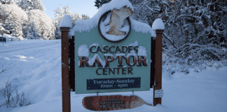 Cascades Raptor Center – Eugene, Oregon Cascades Raptor Center | I-5 Exit Guide