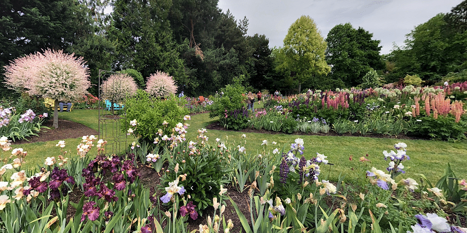 Schreiner's Iris Gardens - Salem, Oregon | I-5 Exit Guide