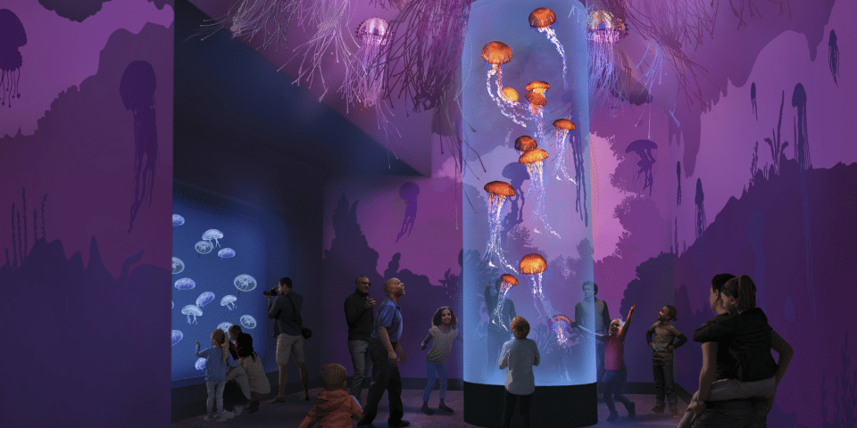 Seaworld San Diego - Jellyfish Experience | I-5 Exit Guide
