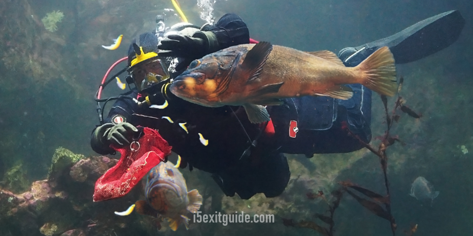 Seattle Aquarium | I-5 Exit Guide