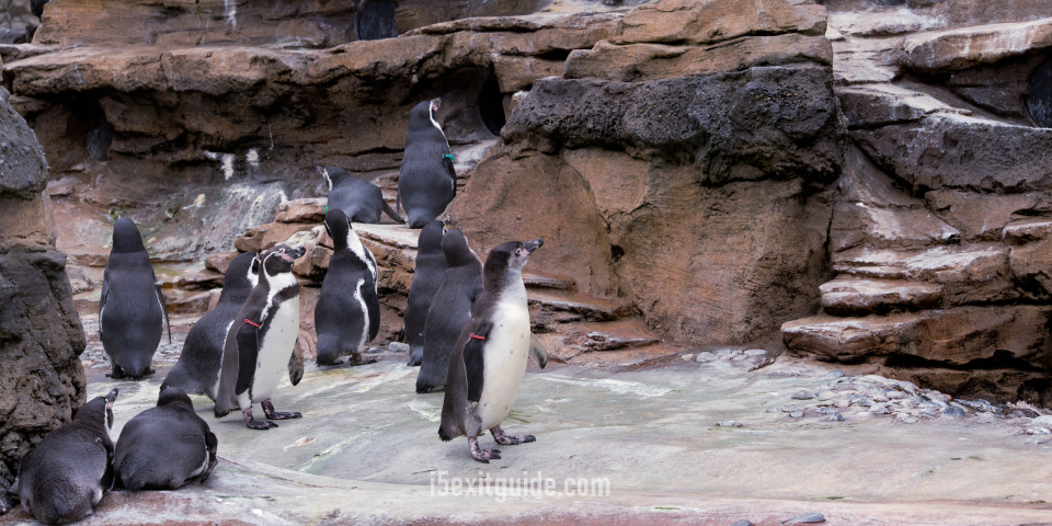 Seattle Aquarium | I-5 Exit Guide