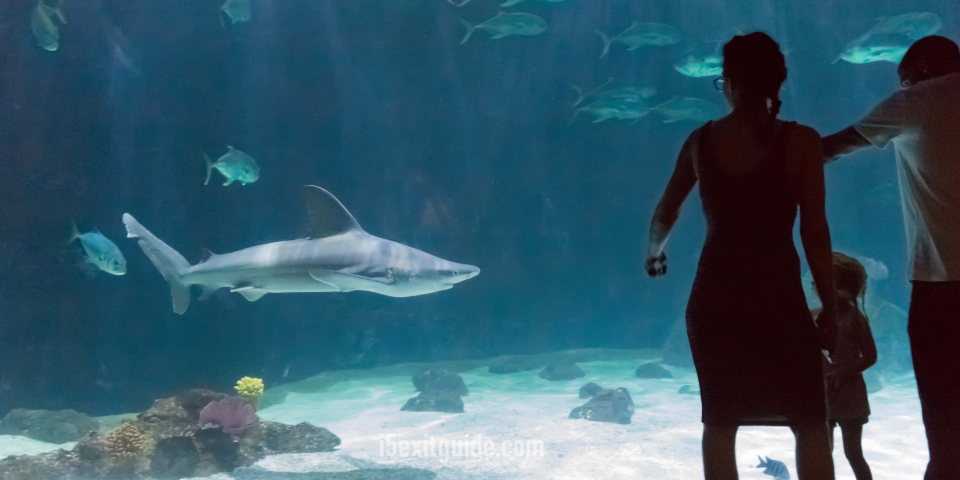 Point Defiance Zoo & Aquarium | I-5 Exit Guide