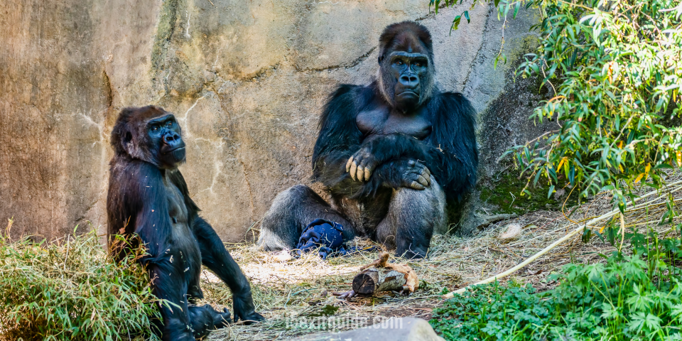 Woodland Park Zoo - Seattle, Washington | I-5 Exit Guide
